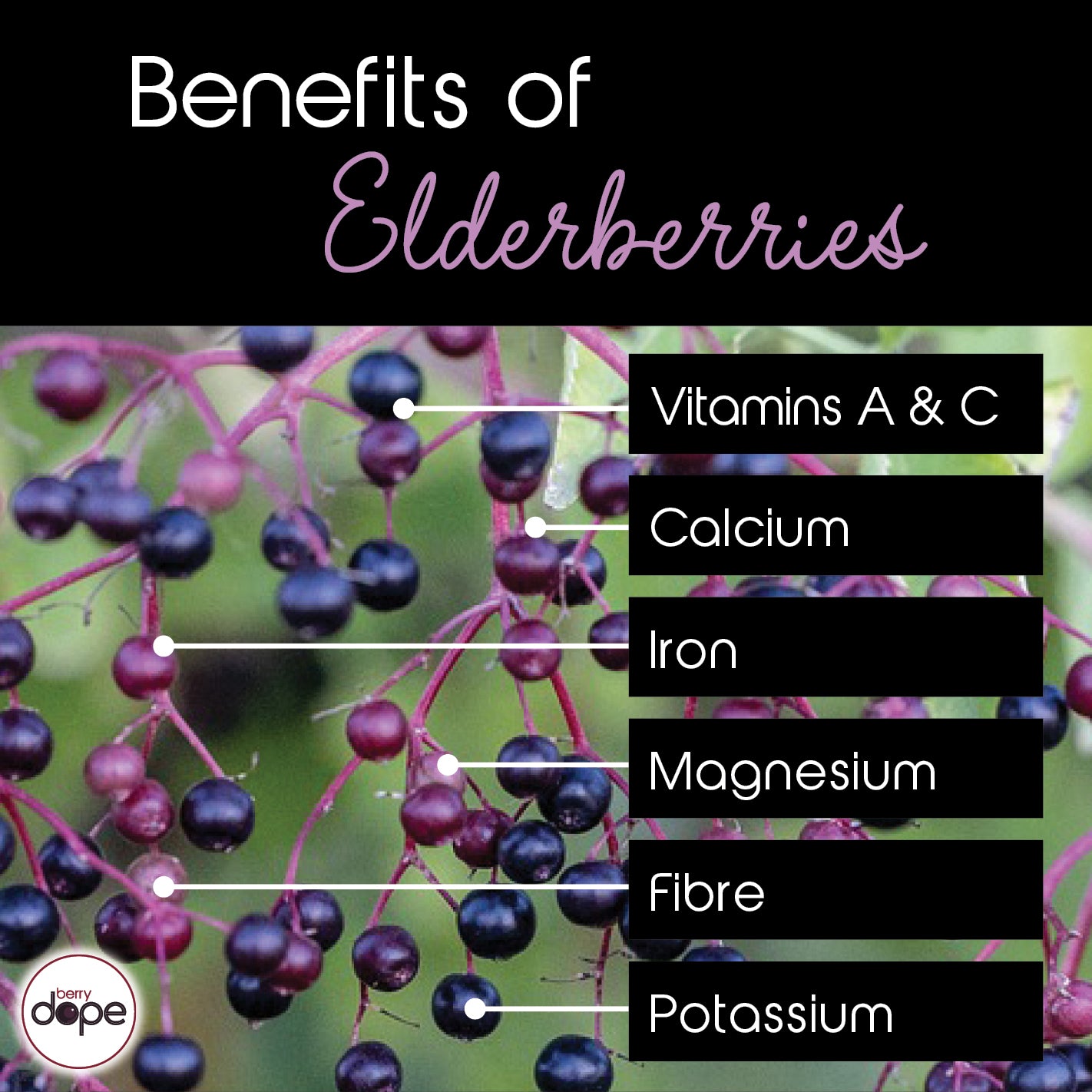 Berry Dope DIY Organic Elderberry Syrup Kit